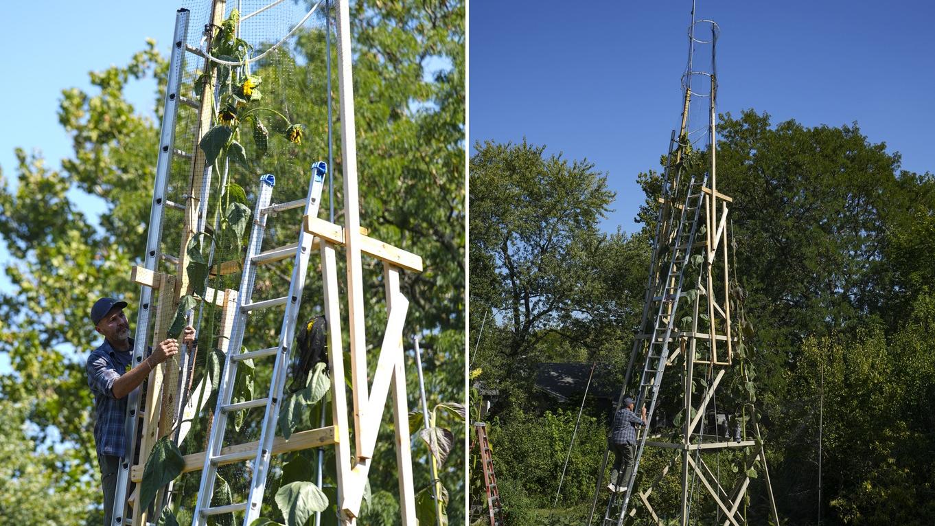 美國烏克蘭移民巴比奇種出全球最高的向日葵，象徵他對祖國烏克蘭的愛。(美聯社)