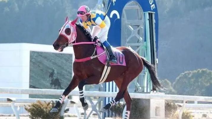 日本傳奇賽馬「春麗」去世，終年29歲，牠出戰113場不曾獲勝，堅持不懈的精神令人敬佩。(互聯網)