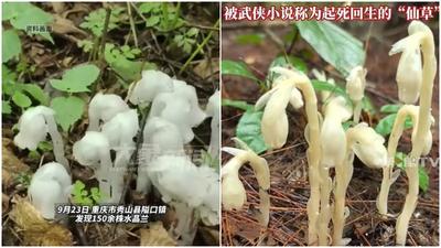 重慶市近日發現「冥界之花」水晶蘭。（圖/翻攝新浪微博）