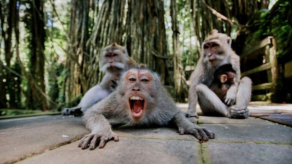 在印尼峇里島烏布(Ubud)聖猴森林保護區裡生活的猴子。(互聯網)