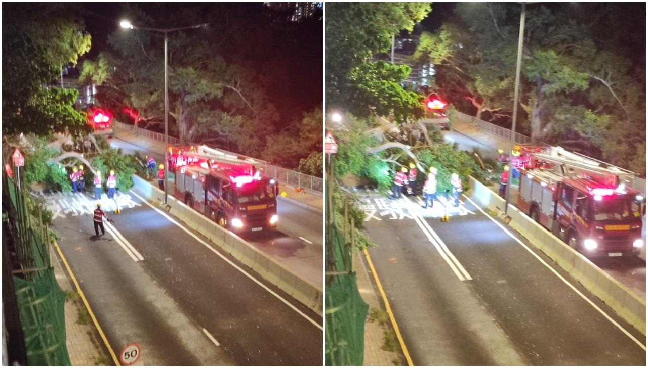 薄扶林道十多米大樹倒塌 巴士路線改道 (@fbBosco Chu圖片)