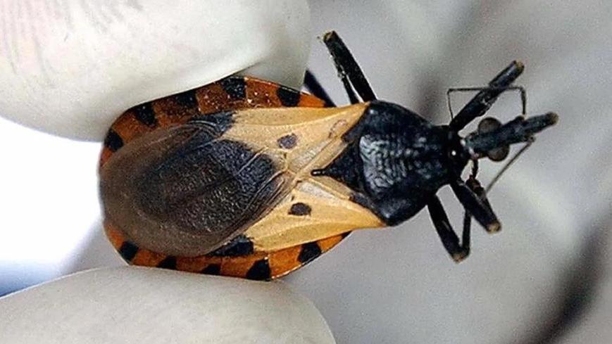 恰加斯病主要透過俗稱「接吻蟲」的錐蝽類昆蟲傳播。（圖／WHO官網）