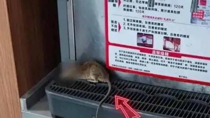 陝西餐廳飲料機驚見死老鼠 警方:顧客故意放的