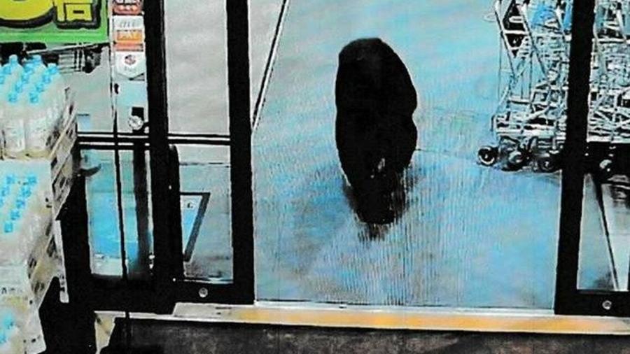 日本群馬縣野熊闖超市，兩男遇襲受傷。(YouTube)