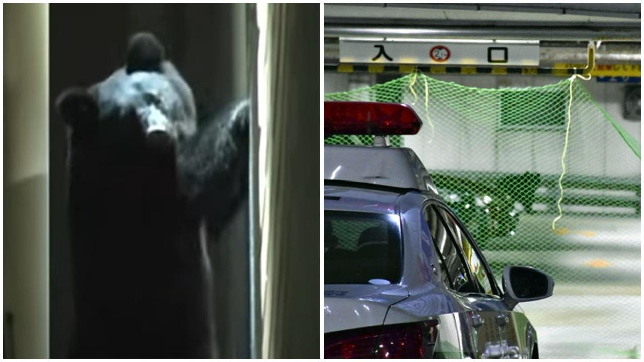 野熊誤闖福島溫泉酒店停車場，50男女被困4小時。(X)