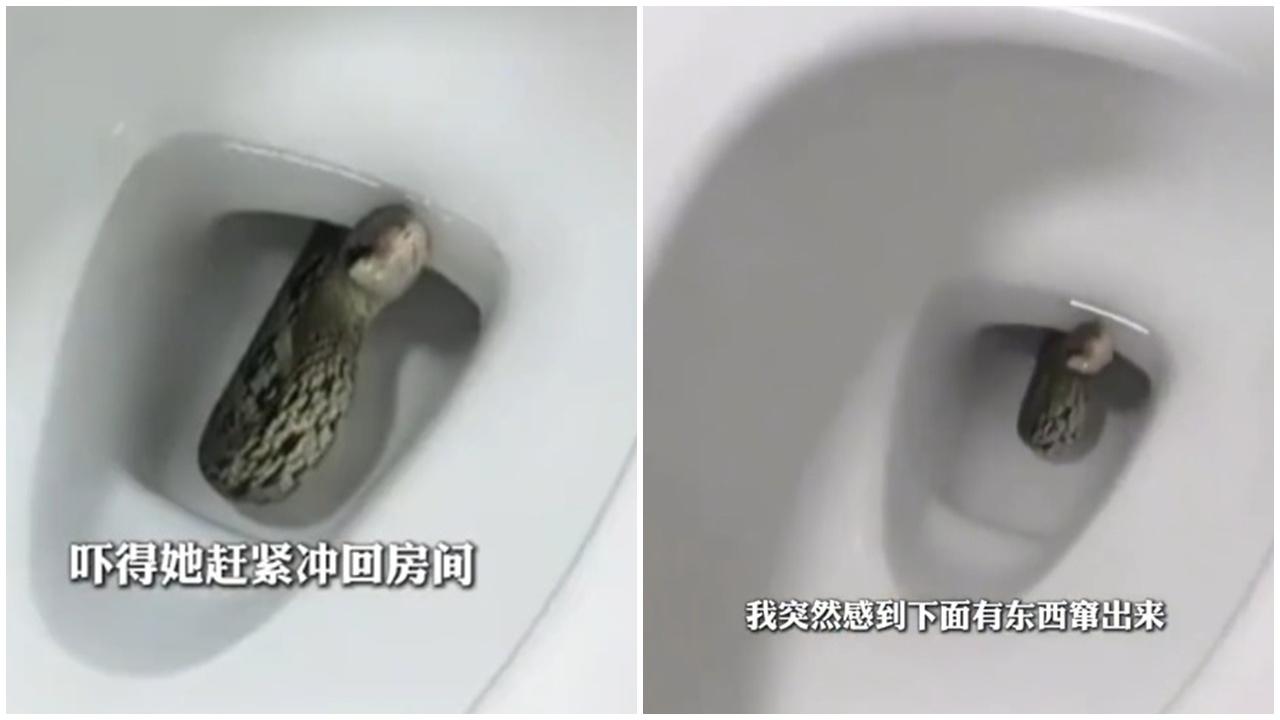 無錫女半夜如廁屁股被頂，驚見蛇竄馬桶。(微博)
