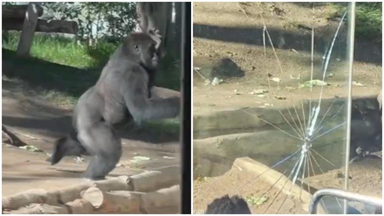 大猩猩激動撞裂強化玻璃嚇壞遊客，專家：或因兄弟離世。(X)