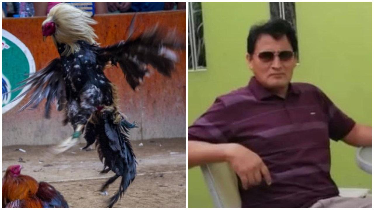 鬥雞不打對手，反襲飼主一刀奪命。(X)