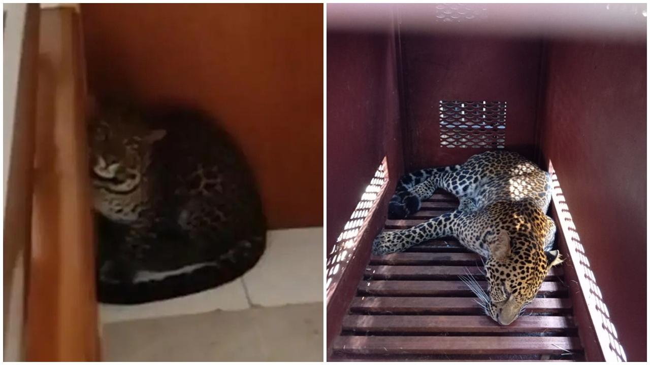 酒店驚見花豹遊蕩，疑從動物園逃脫。(X)