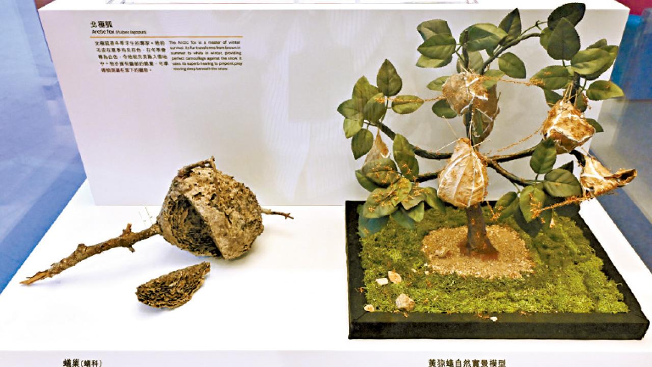 圖片新聞｜萬物有靈