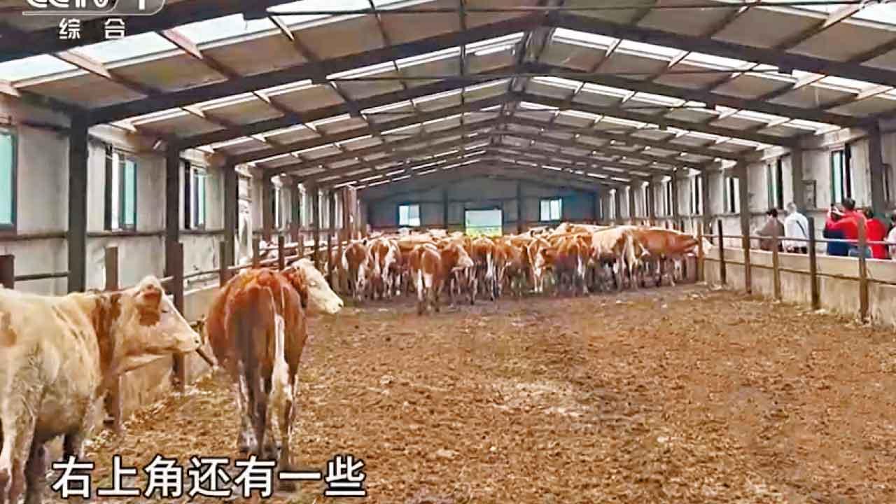 「免費火鍋」誘買牛回報50厘 杭州600長者被騙4200萬