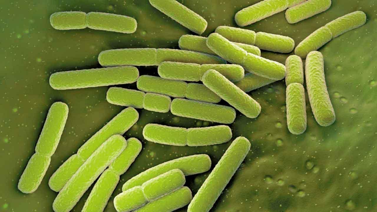 大腸桿菌量產阿洛酮糖