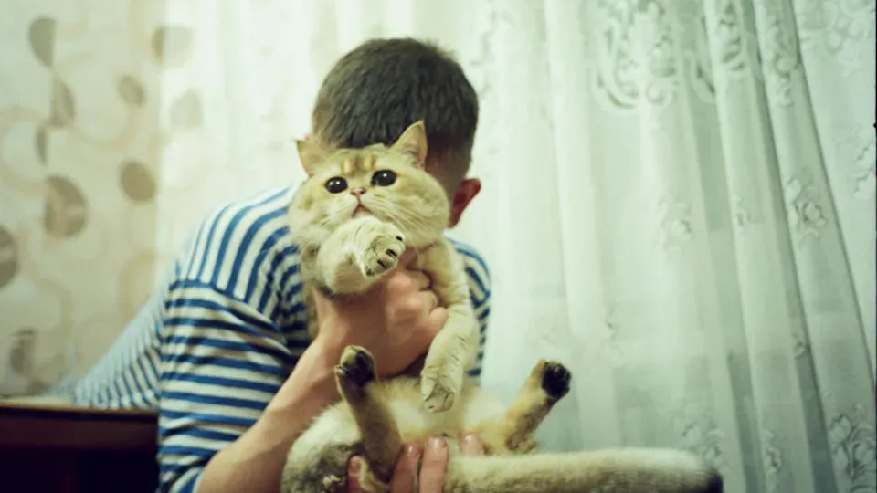 內地11歲男童擼貓後「視力只剩0.04」　醫生：可能完全失明