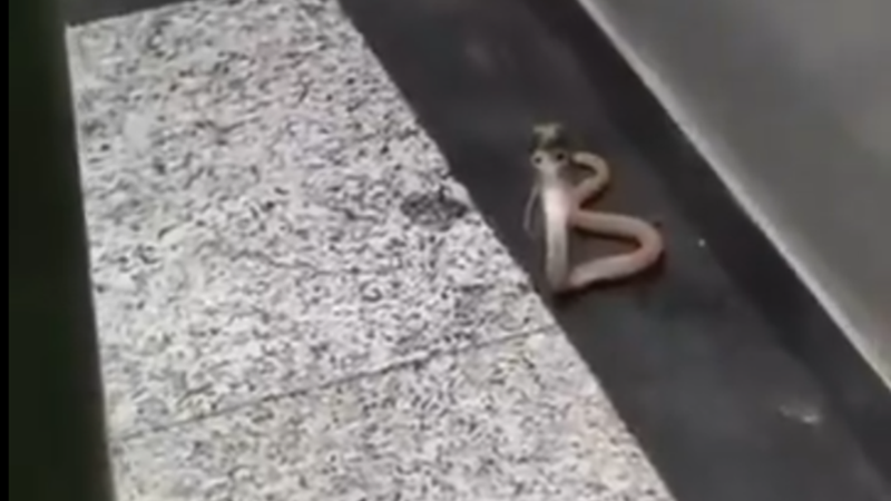 毒蛇搭電梯 門打開眼鏡蛇抬頭凝視嚇死人(有片)