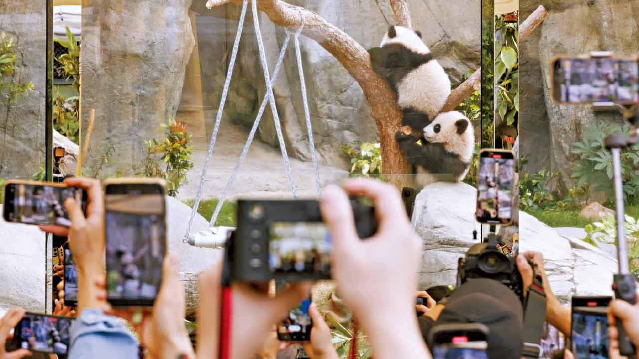 加加得得升海洋公園入場人數 盼大熊貓產品增收入