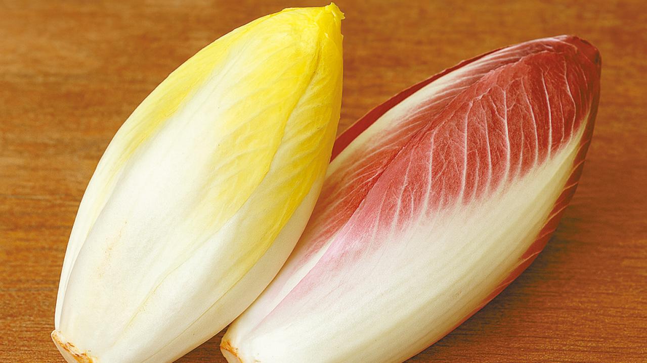 菊苣小傳（一）