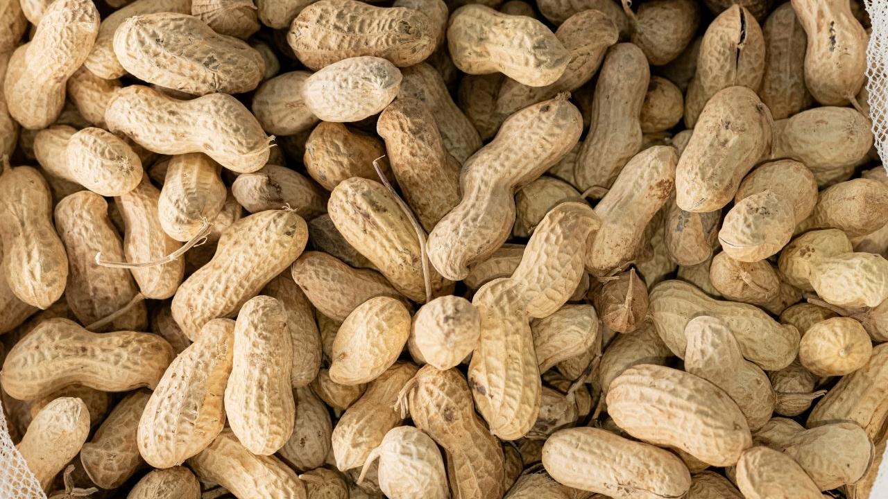 美國最新研究：嬰兒期餵食花生製品預防於過敏