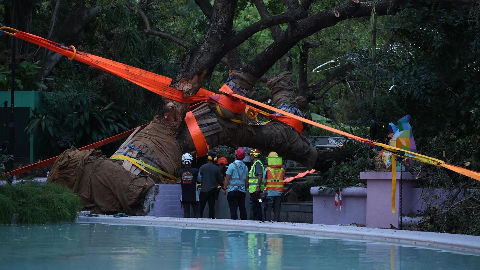 九龍公園古樹大葉合歡復原有待觀察　康文署稱採合適方案盡量保留
