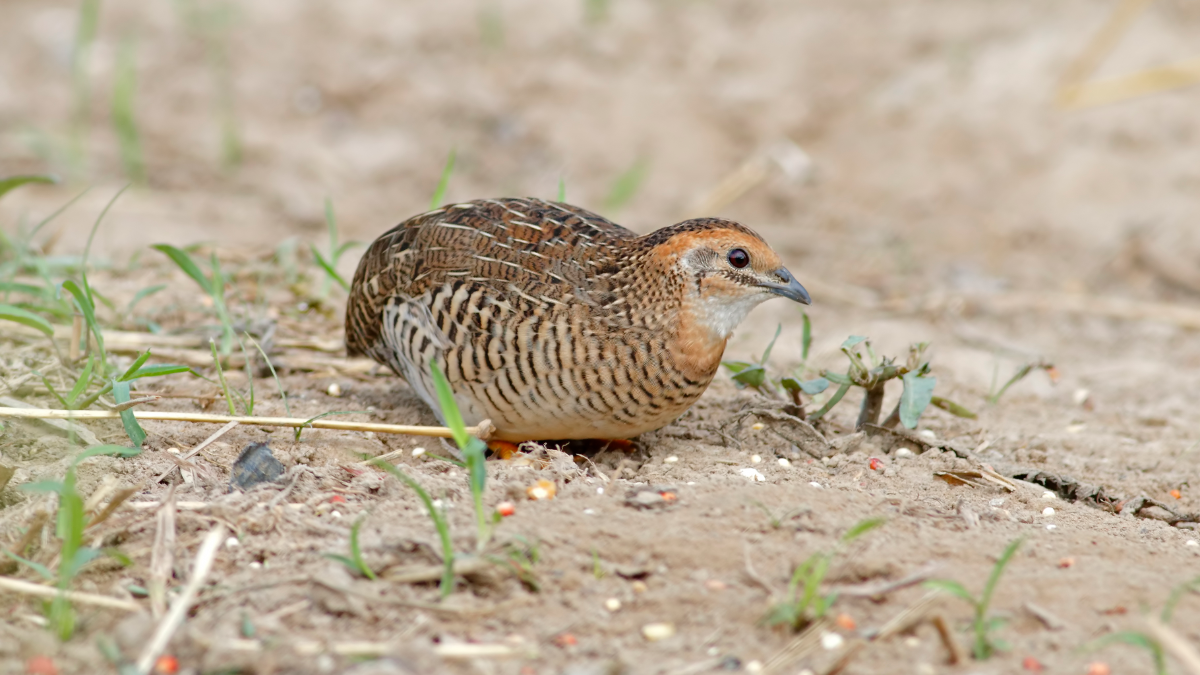 鷓鴣與鵪鶉：營養價值高的養生肉類