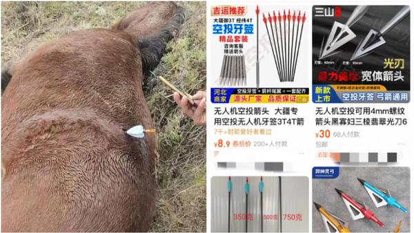 田先生飼養的馬匹遭到無人機投箭射殺。（圖／翻攝《紅星新聞》）