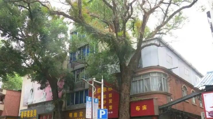 廣西漢不滿屋企採光被阻 向220年古樟樹落毒被捕。（人民日報）