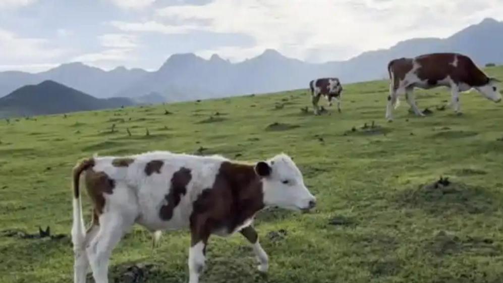 騙案｜杭州「免費火鍋」誘投資牛肉　600老人上當損失4200萬。（央視截圖）