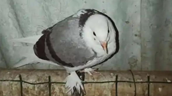 新疆官員索賄95隻「翻翻鴿」一隻最高價值18萬元人民幣。（圖／翻攝百度百科）