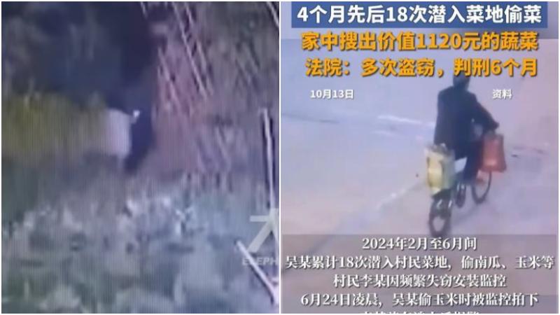江蘇吳姓男子多次闖入他人田地裏偷菜，遭判竊盜罪。（圖／翻攝陝西法治網）