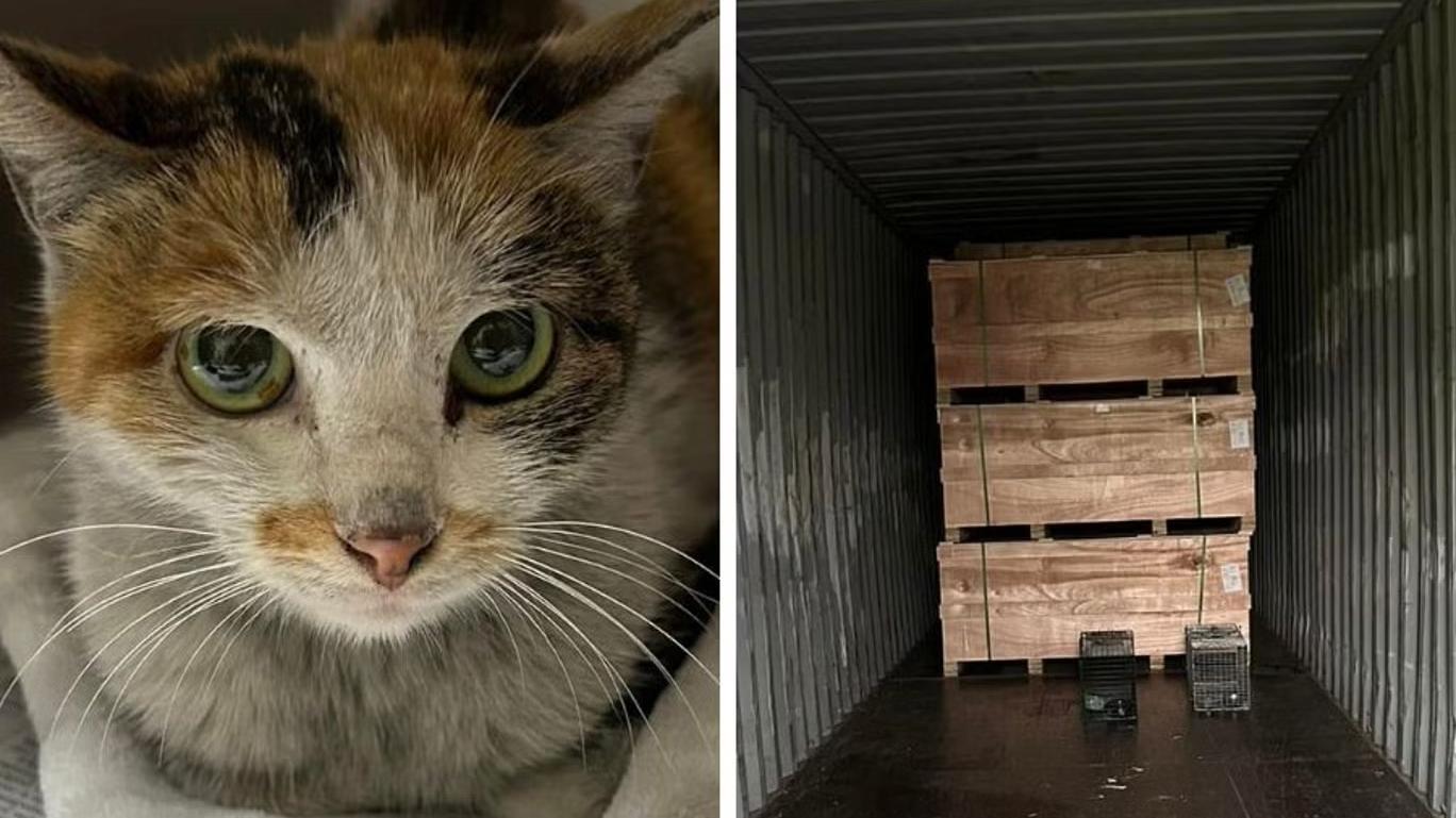 中國一隻花貓被關在貨櫃裏飄海過海到了美國，抵達時只剩一口氣。