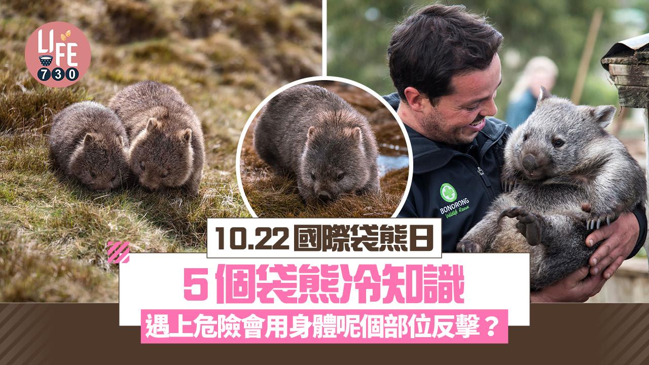 國際袋熊日｜5個袋熊冷知識 遇上危險會用身體呢個部位反擊？