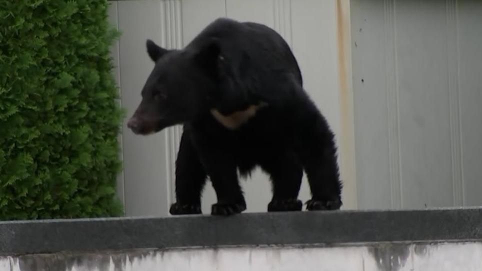 出現在市區的亞洲黑熊。(網上圖片)