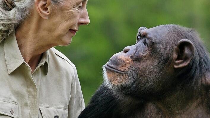 珍古德的遺產：連結自然、經濟與農業的未來