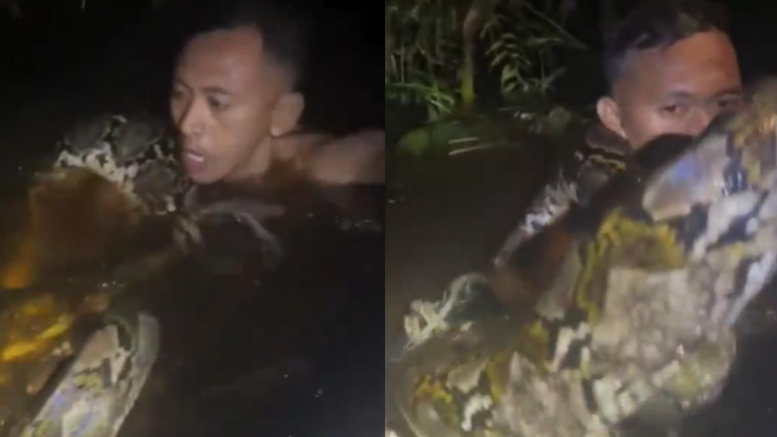 遭6米巨蟒纏頸拖入水中 驚險救援片段曝光