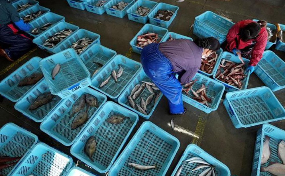 共同社報道，中國政府已向日本政府通報暫停進口日本水產品。(路透社資料圖片)