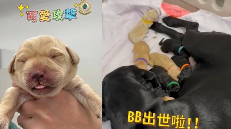 9隻黑白配拉布拉多幼犬順利誕生。(海關FB)