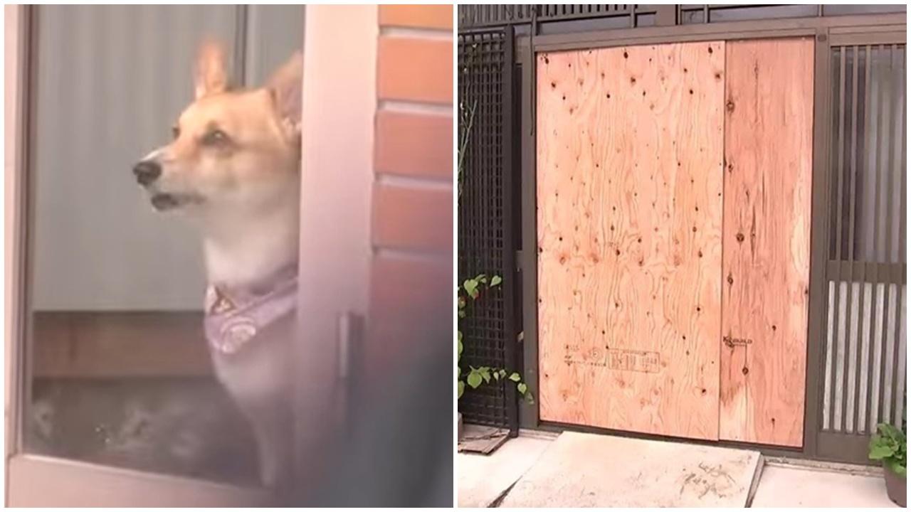 岩手縣野熊闖民居嚇壞屋主，遭5歲哥基護主吠走。(YouTube)