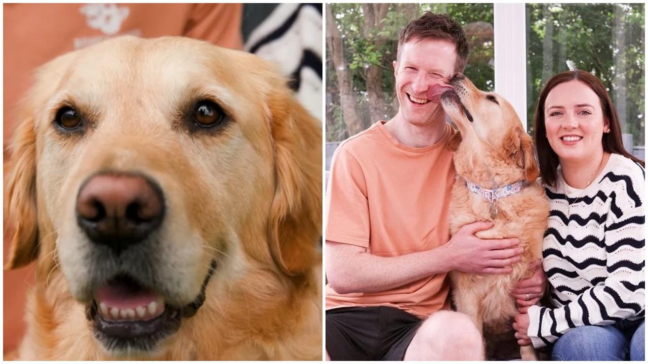 男主人半夜心臟驟停，金毛察覺吠醒女主人。(YouTube)