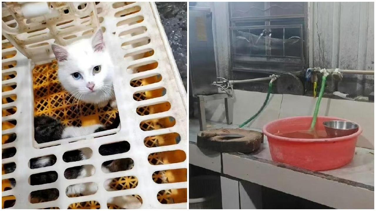 佛山食肆疑殺活貓煮「龍虎鳯」，當局勒令停業調查。(微博)