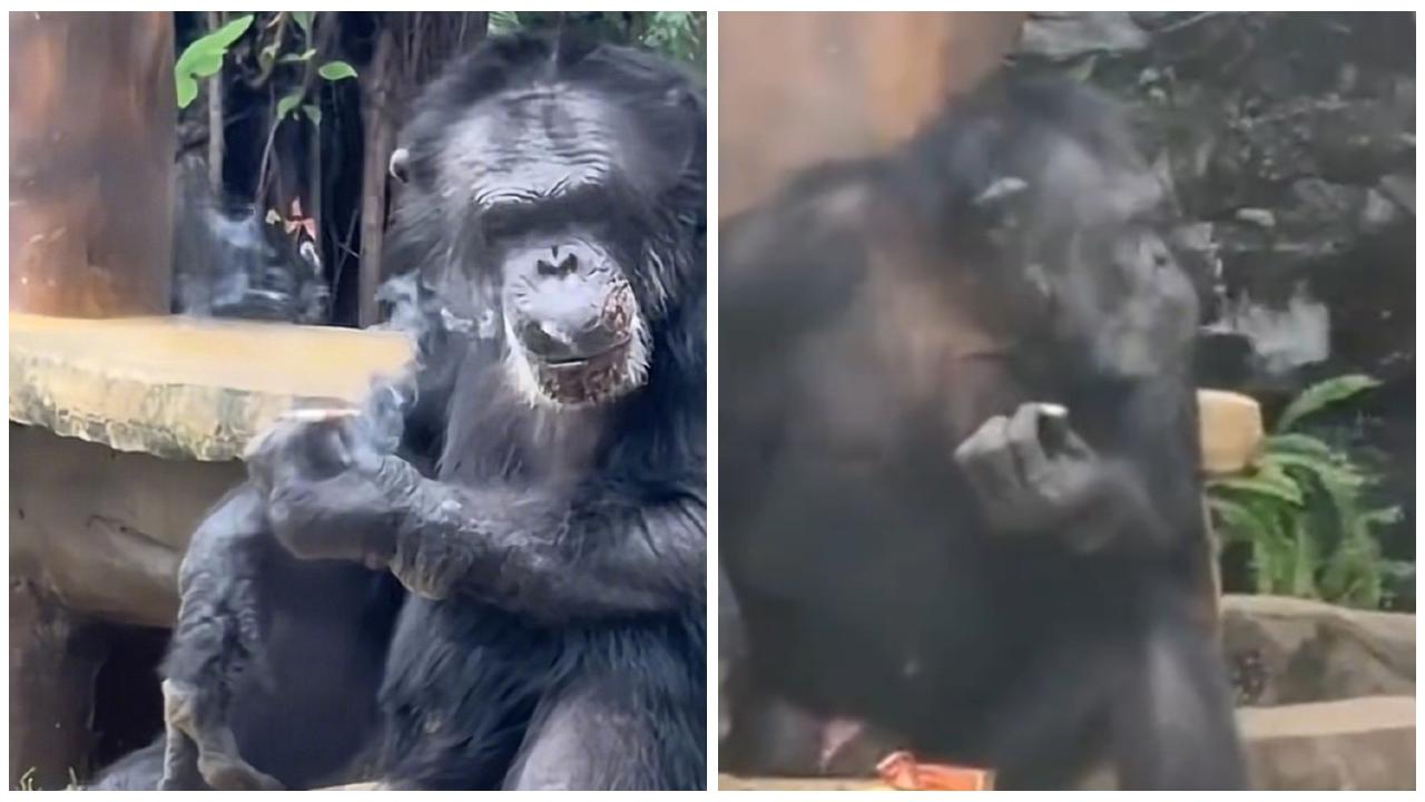 大猩猩公然吞雲吐霧嚇煞遊客，動物園：從小已學會抽煙。(微博)