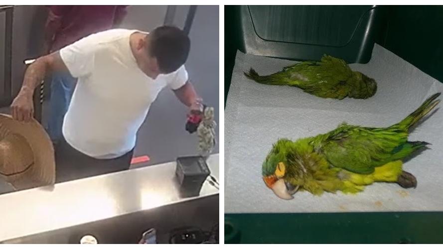 男子過海關下體異常凸起辯稱JJ大，被搜出2隻暈倒鸚鵡。(X)