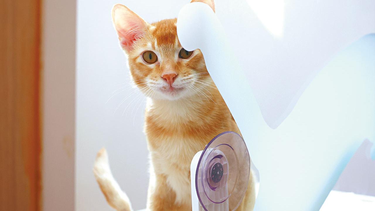 am專題｜動物條例多年未修 虐待動物幾時方休？