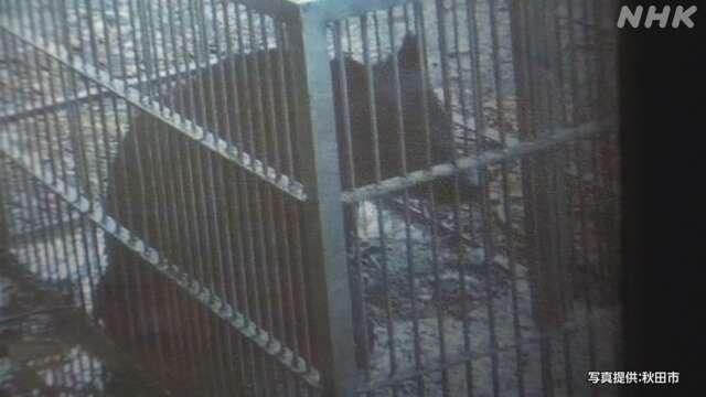 日本熊害｜79歲婦失蹤一日尋回 臉腹嚴重損毀有咬痕