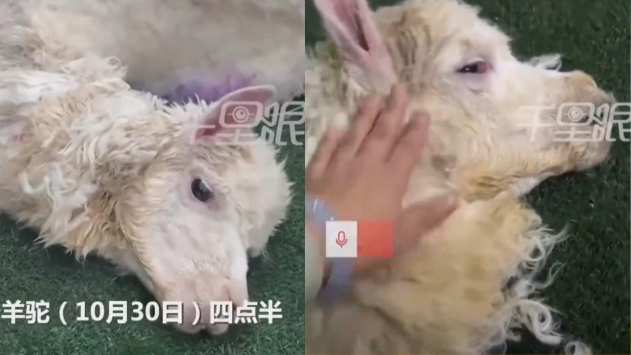 羊駝於寵物店失溫致死！員工疑因人工低鬧情緒惹禍