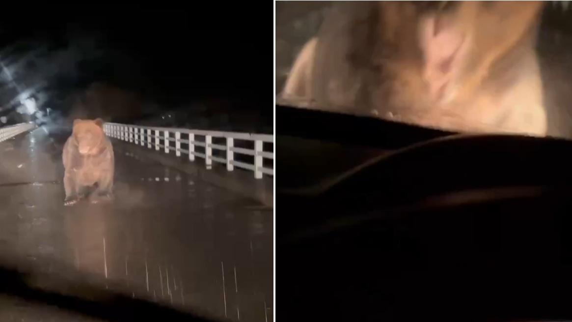 北海道巨大棕熊撲向車 司機慌忙後退車蓋留凹痕(有片)