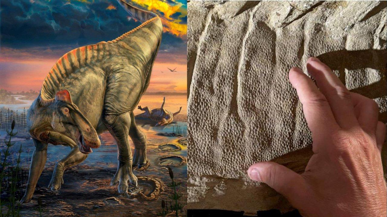 恐龍木乃伊｜美國還原6700萬年前鴨嘴龍化石　皮膚完整腳部有蹄