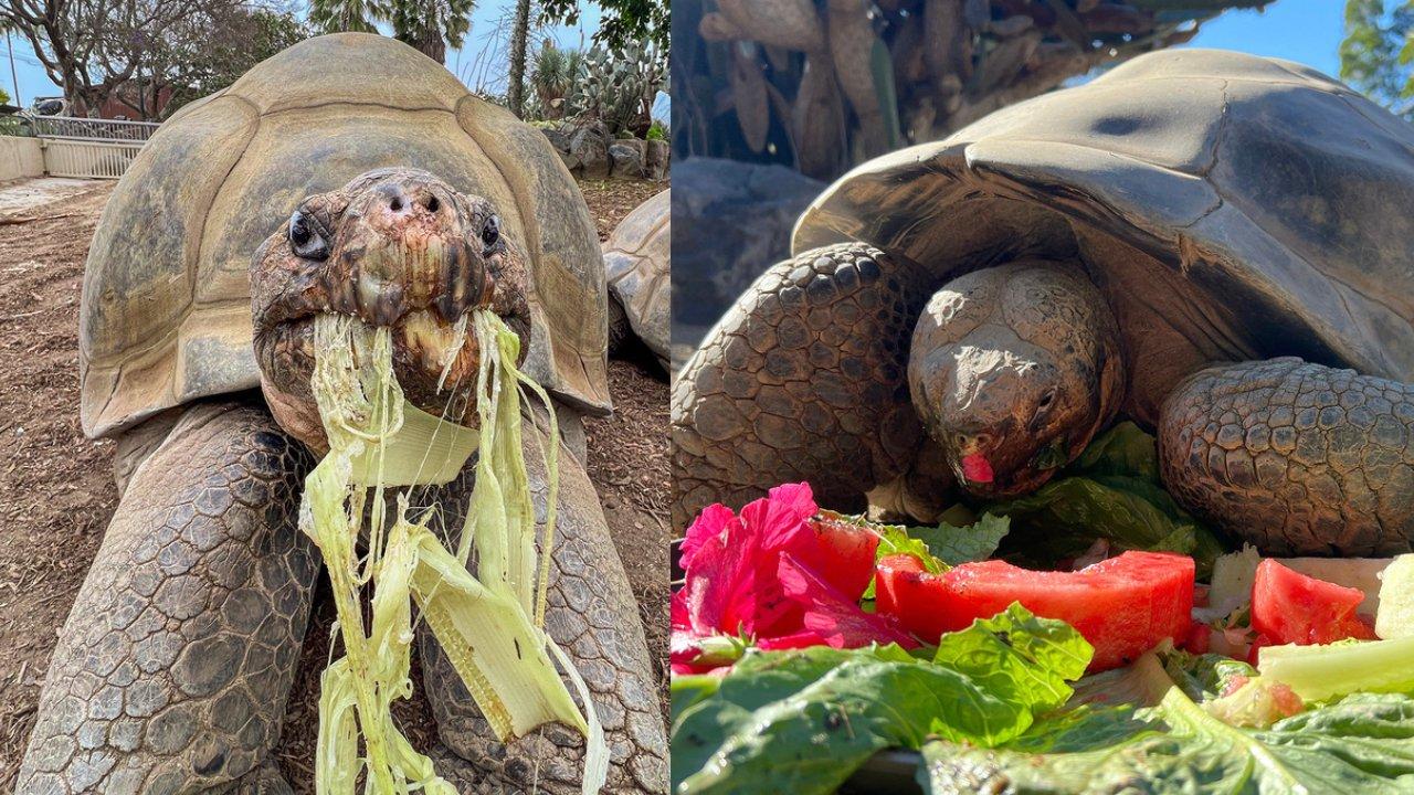 141歲象龜Gramma離世 經歷兩次世界大戰及20任美國總統（有片）