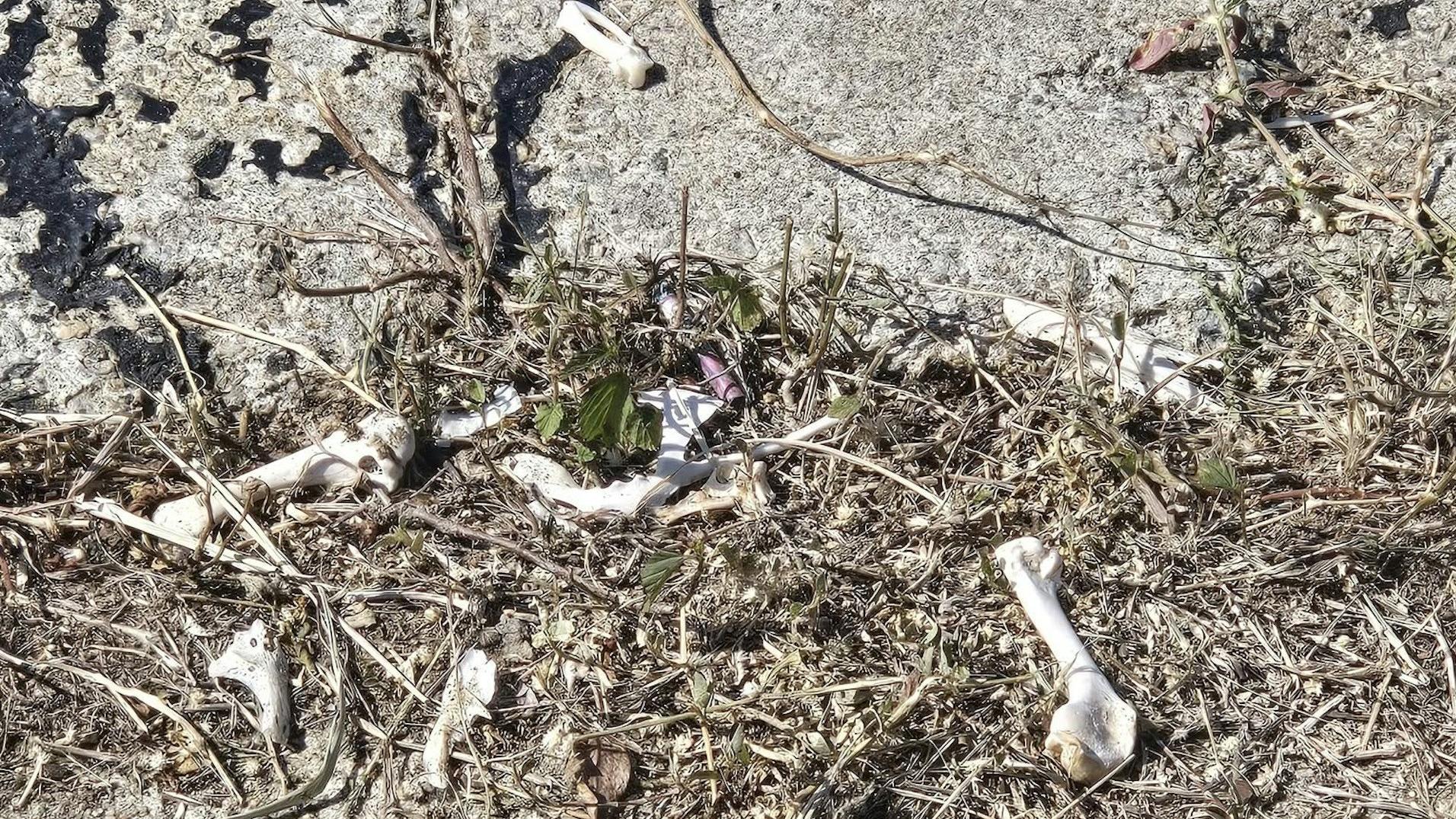 將軍澳驚現骸骨，警方相信是不明動物屍骨(FB將軍澳主場圖片)