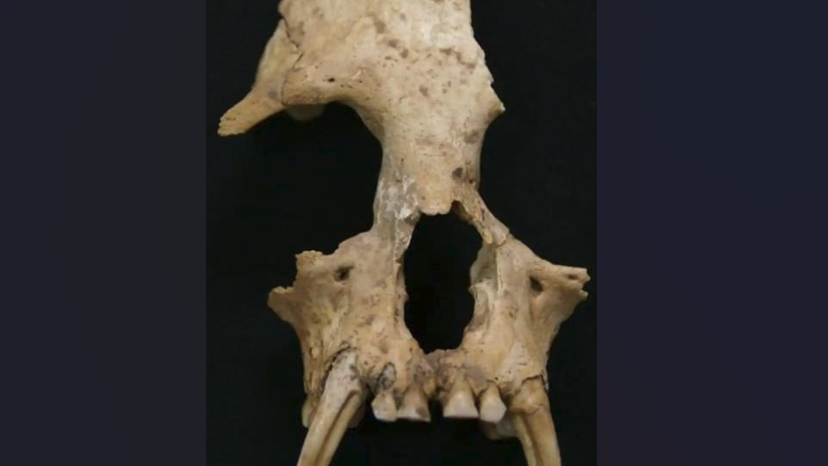 帝國君子長臂猿骨頭。（圖／《新華社》）