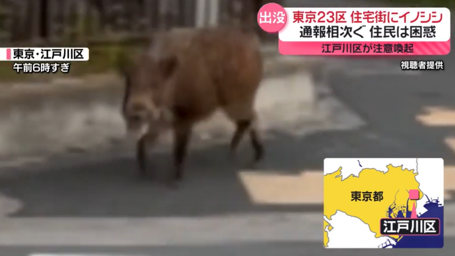 東京野豬出沒注意｜昨晨接9宗通報 當局籲勿靠近（有片）