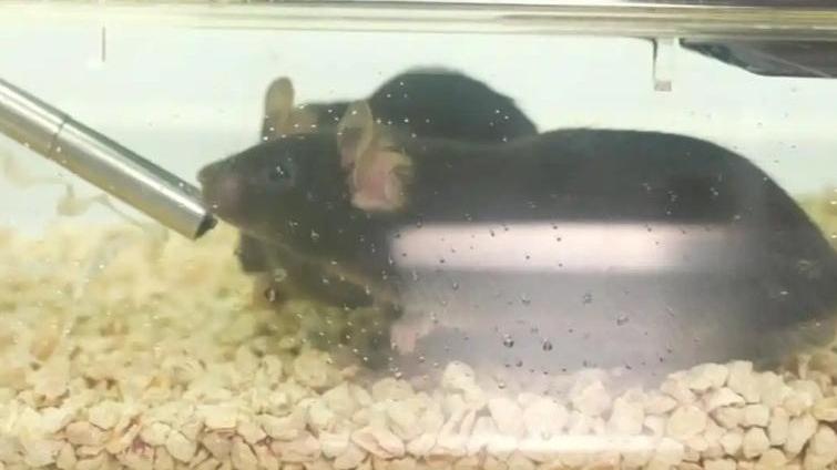 4隻太空鼠完成了近兩周的太空之旅順利返回地球。（圖／翻攝《央視新聞》）